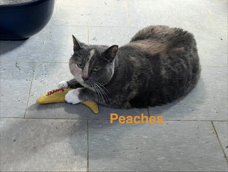Peaches thumbnail 2
