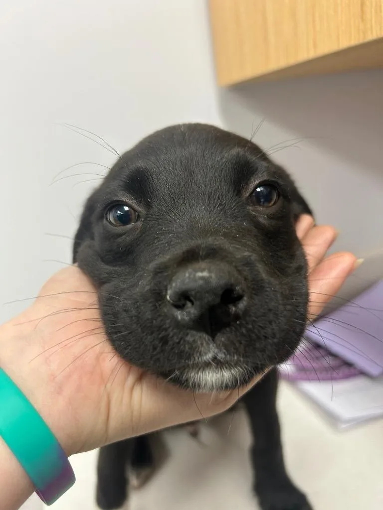A baby medium-sized male Shepherd dog named Montana for adoption in Hartsville, SC