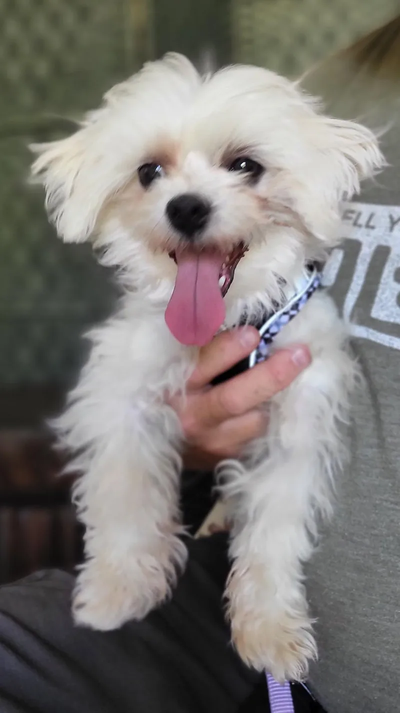 A senior small-sized male White / Cream Maltese dog named Pebbles for adoption in Salisbury, NC