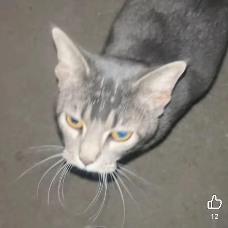 A young small-sized female Gray / Blue / Silver Domestic Short Hair cat named Found Grey Cat for adoption in Rochester, MN