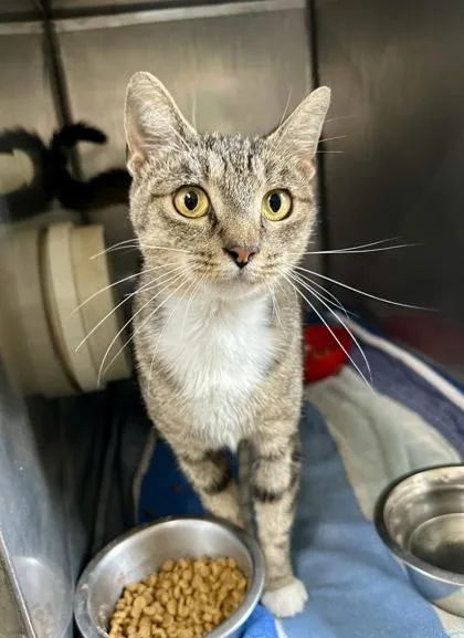 A young medium-sized female Domestic Short Hair cat named Priscilla for adoption in Athens, GA
