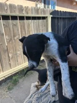 A baby small-sized female Border Collie dog named Griselda for adoption in Stockton, CA