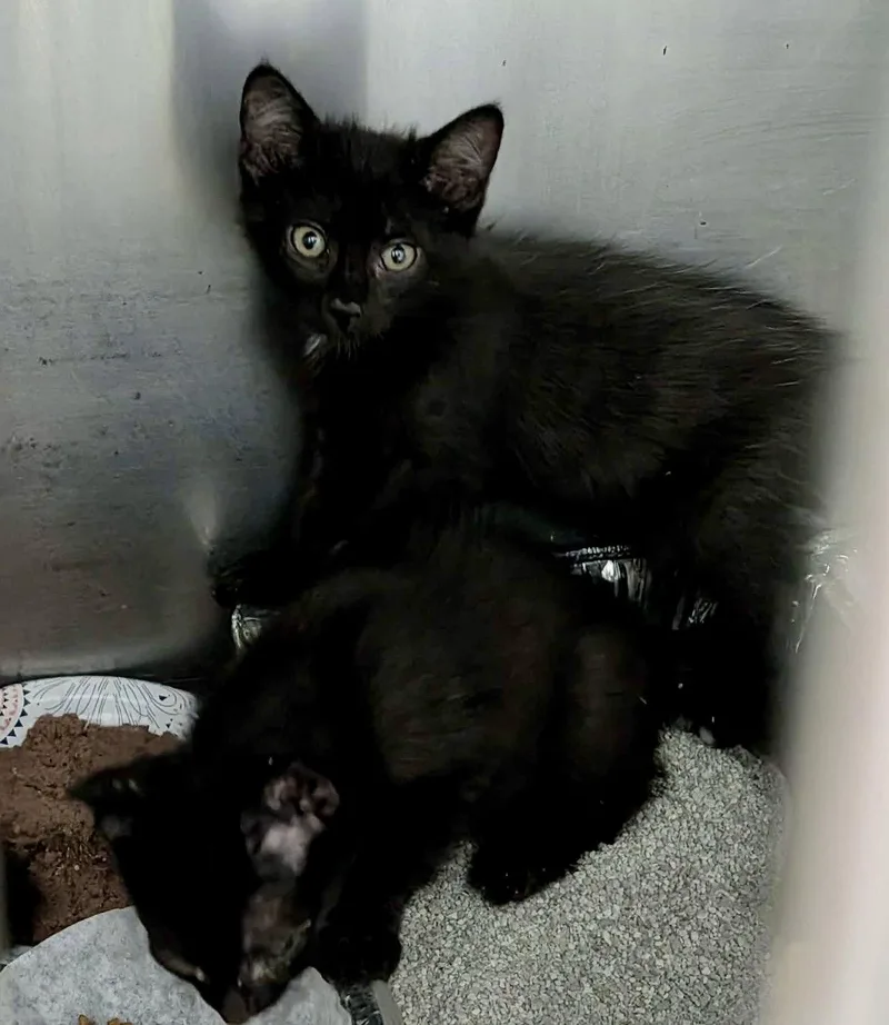 A baby medium-sized male Black Domestic Short Hair cat named Anakin for adoption in Detroit Lakes, MN