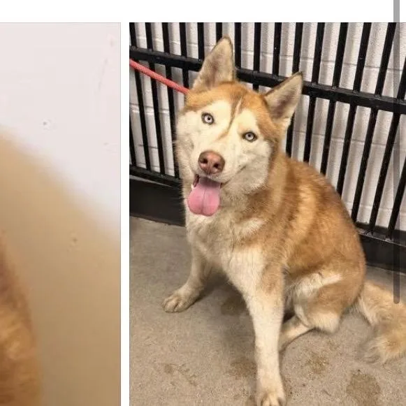 An adult medium-sized male Red / Chestnut / Orange Husky dog named Harold for adoption in Avon, OH