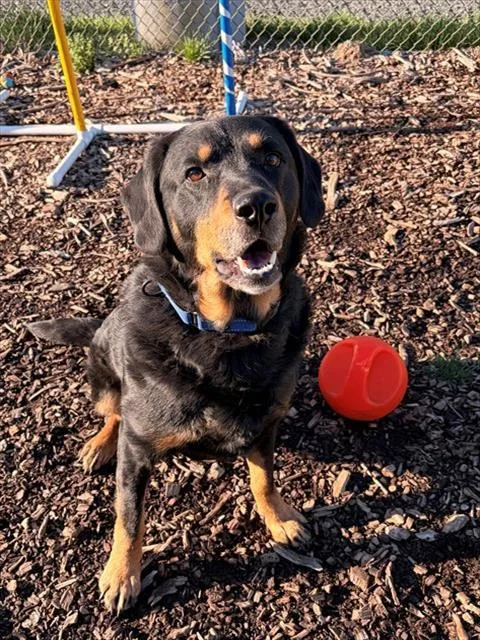 An adult medium-sized male Hound dog named Chase for adoption in Leesburg, VA