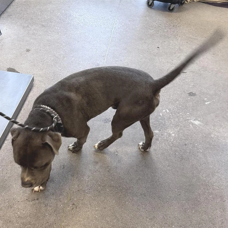 Big Papa thumbnail 2