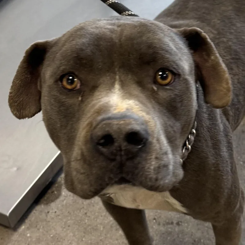 Big Papa thumbnail 3