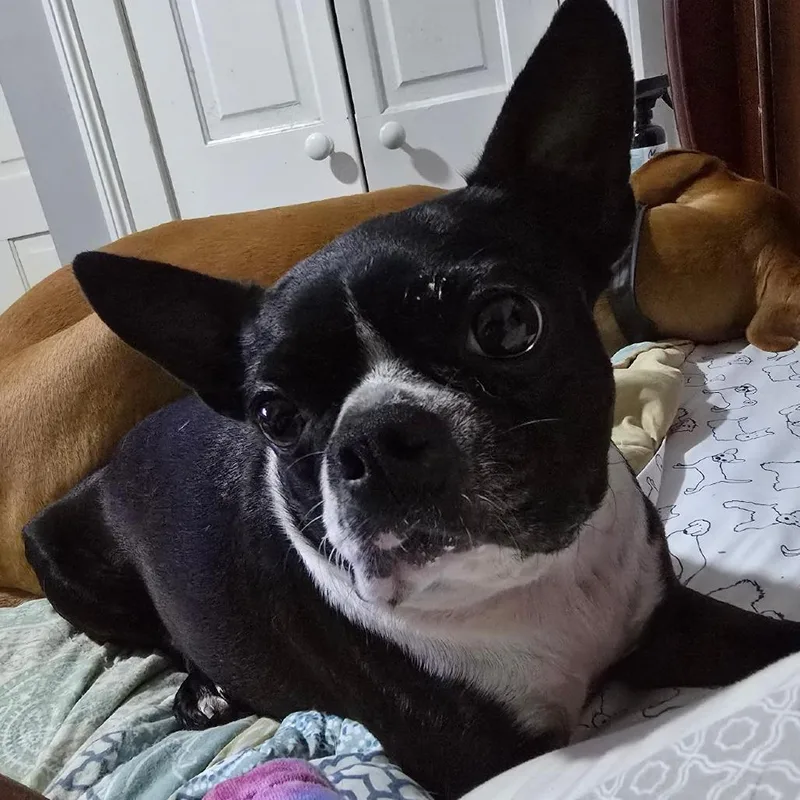 Amelia
