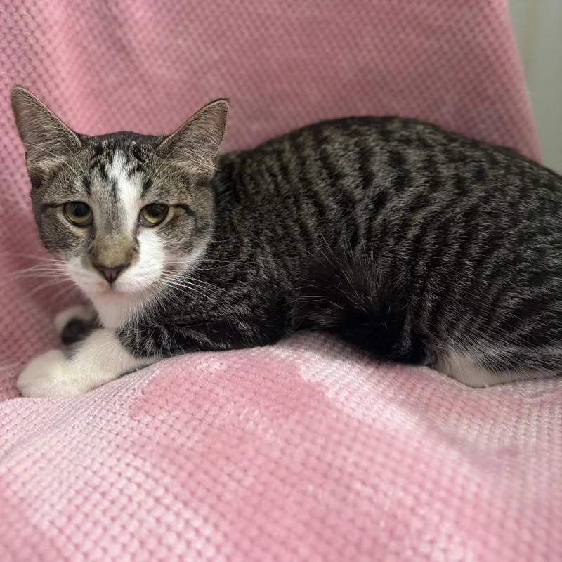 Valentino thumbnail 3