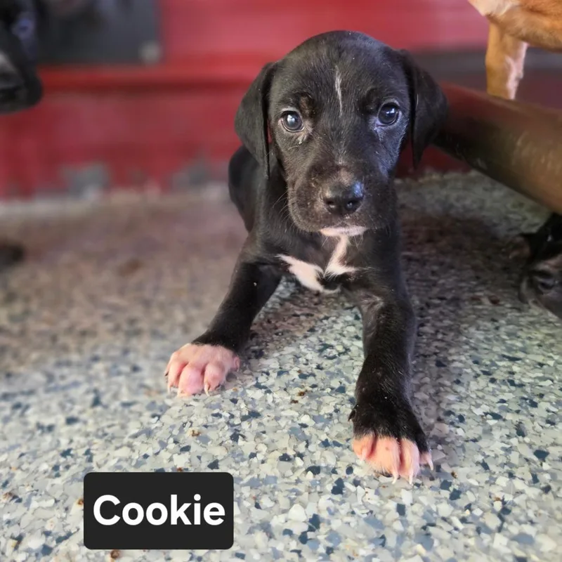 Cookie thumbnail 4