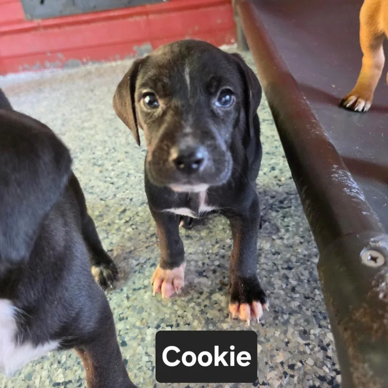 Cookie thumbnail 5