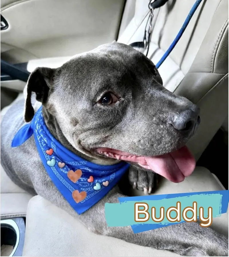 Buddy thumbnail 5