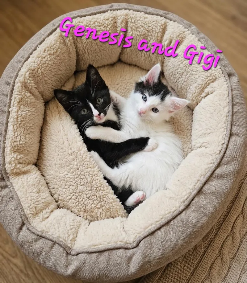 Genesis thumbnail 2