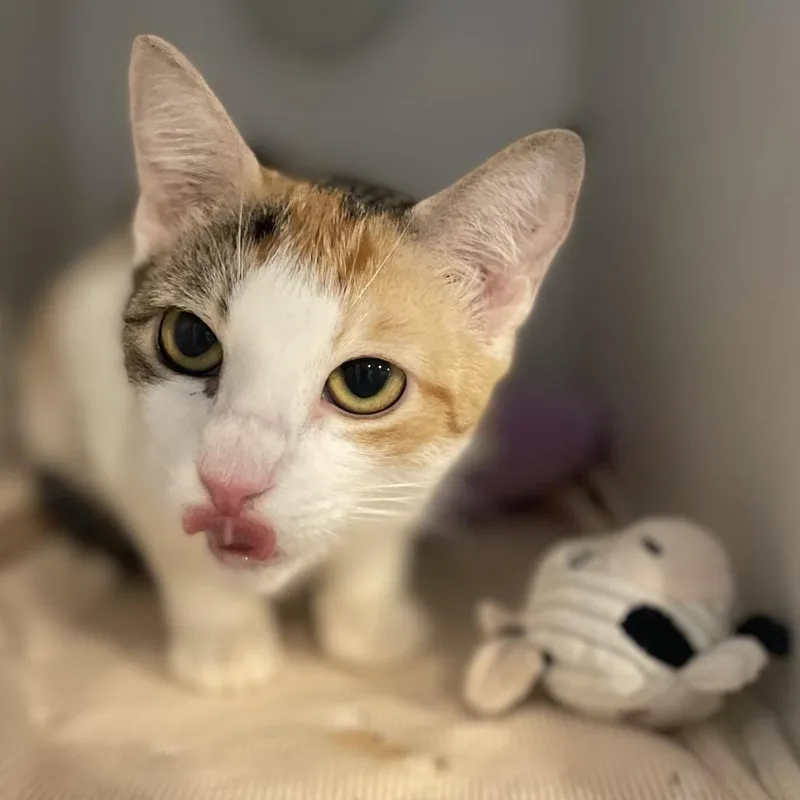 An adult medium-sized female White Domestic Short Hair cat named Kelly for adoption in Seminole, FL