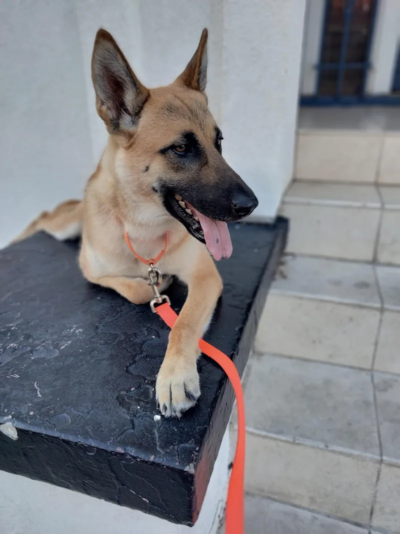 An adult medium-sized female Apricot / Beige Belgian Shepherd / Malinois dog named Nala for adoption in El Segundo, CA