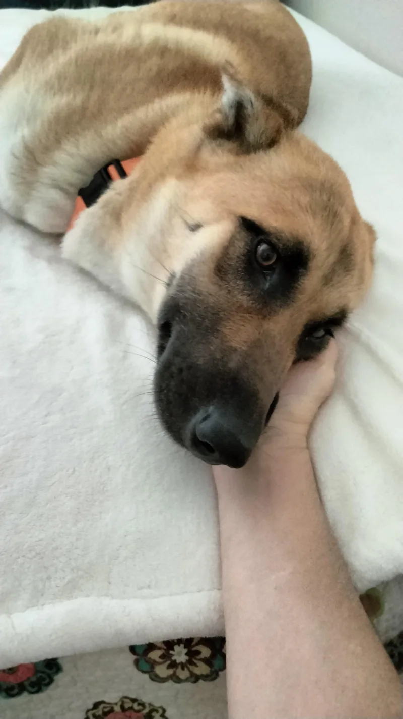 Nala thumbnail 3