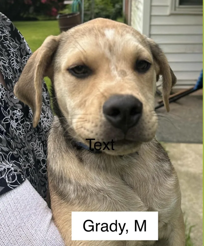 Grady