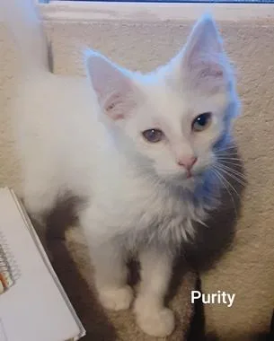 A baby medium-sized female Buff & White Domestic Medium Hair cat named Purity for adoption in North Highlands, CA