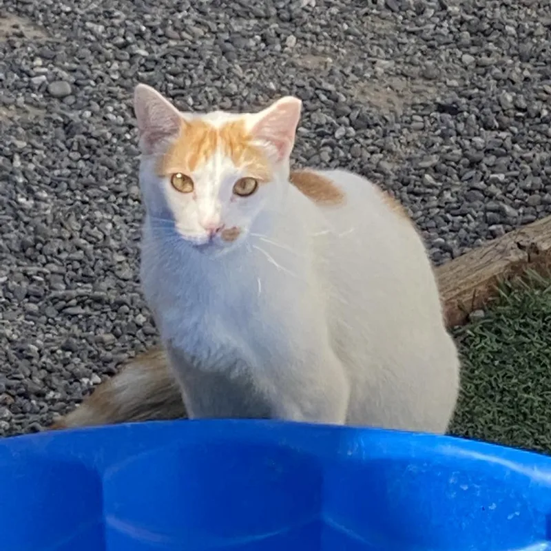 A senior small-sized male White Domestic Short Hair cat named Ares for adoption in San Pablo, CA