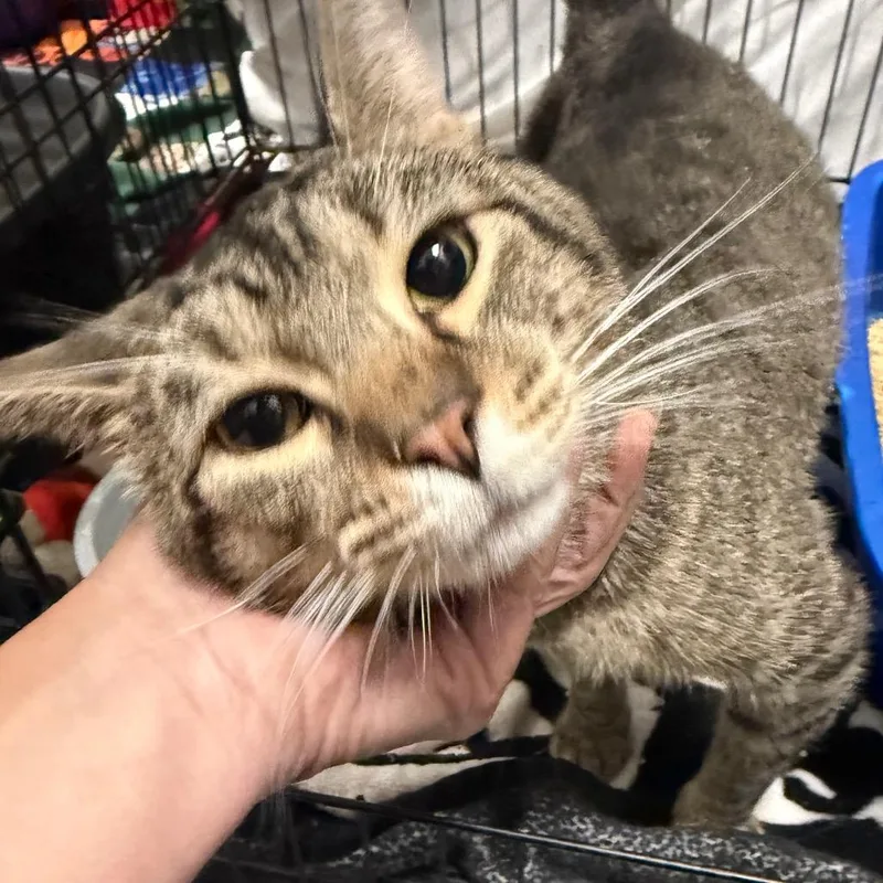 An adult small-sized male Gray / Blue / Silver Domestic Short Hair cat named Ginko for adoption in Normal, IL