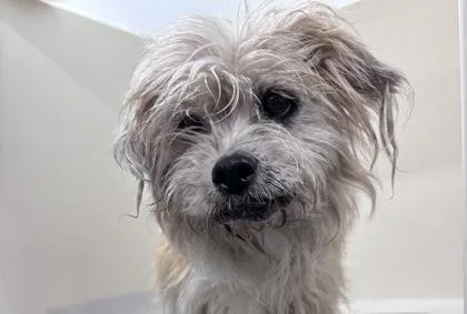 An adult small-sized male Mixed Breed dog named Ham for adoption in West Chester, PA