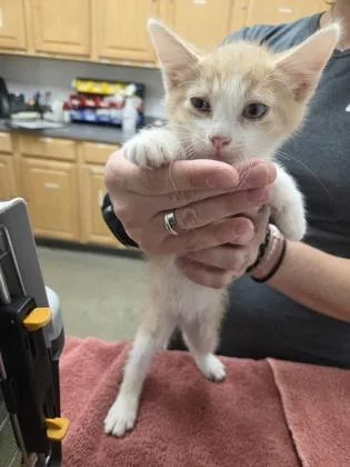 A baby small-sized male Domestic Short Hair cat named Skeeter for adoption in Sacramento, CA
