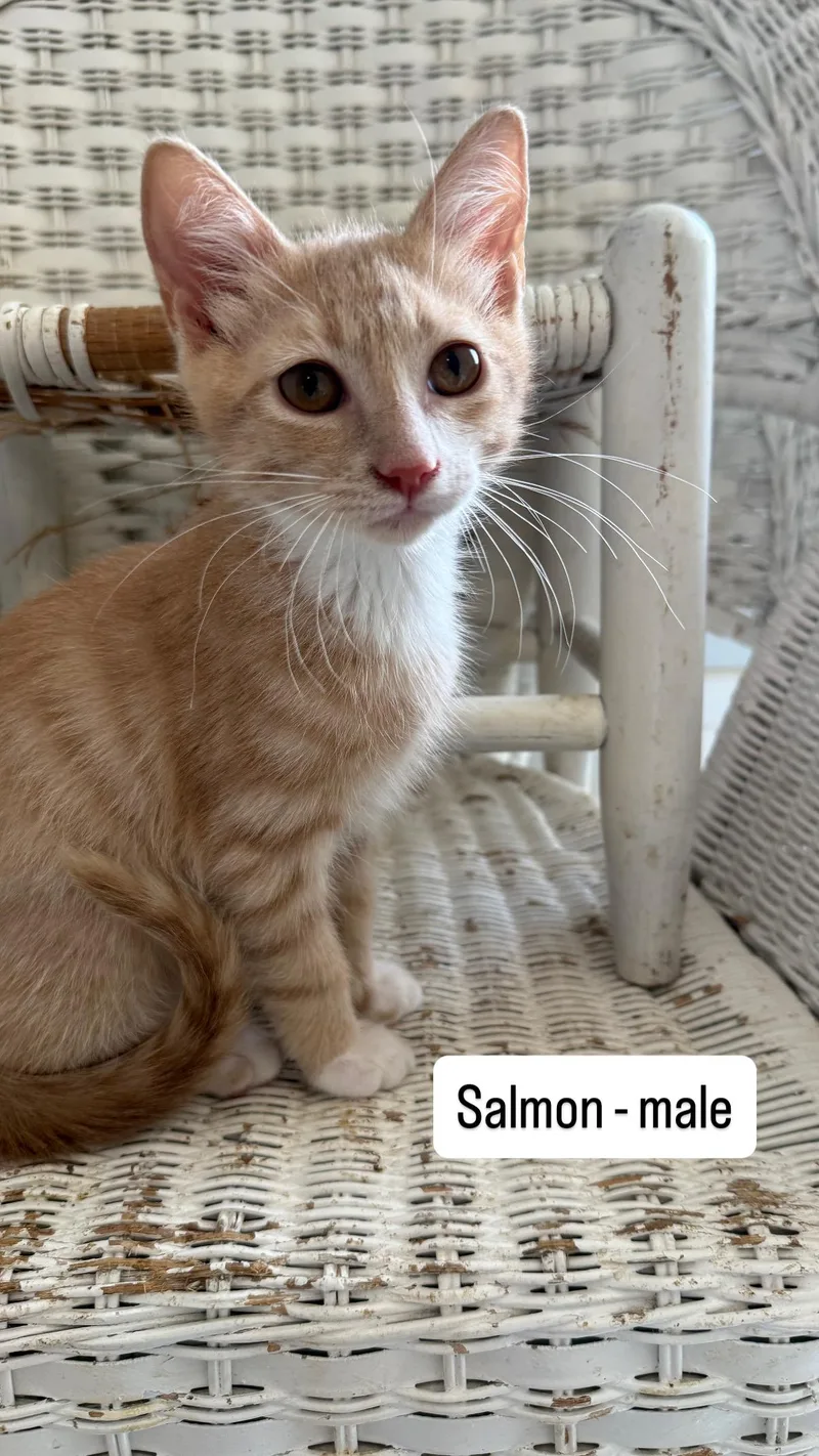 Salmon and Cheese thumbnail 2