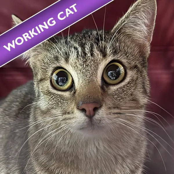 A young small-sized female Domestic Short Hair cat named Erma for adoption in Des Moines, IA