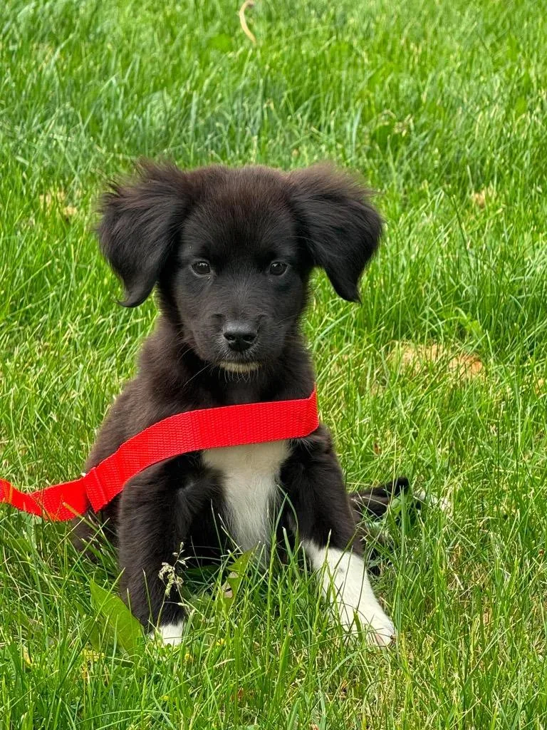 A baby medium-sized male Border Collie dog named Kenny for adoption in Bristol, WI