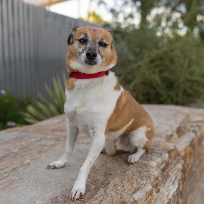 A senior small-sized male White / Cream Chihuahua dog named Scooby for adoption in Palm Springs, CA