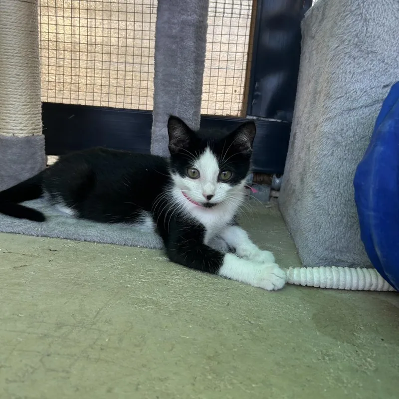 A baby small-sized male Black Domestic Short Hair cat named Winston for adoption in Taos, NM