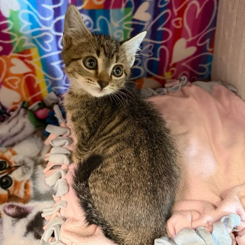 A baby small-sized female Buff / Tan / Fawn Domestic Short Hair cat named Esme for adoption in Naples, FL