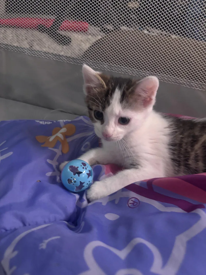 A baby medium-sized female Domestic Short Hair cat named Marceline for adoption in Forest Hill, MD
