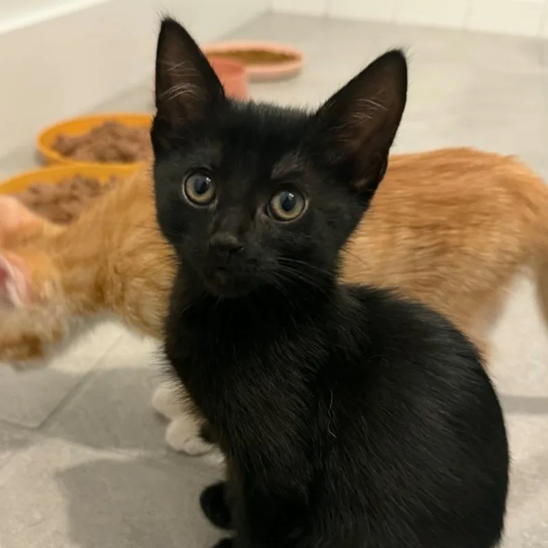 A baby small-sized male Black Domestic Short Hair cat named Espresso for adoption in Tustin, CA