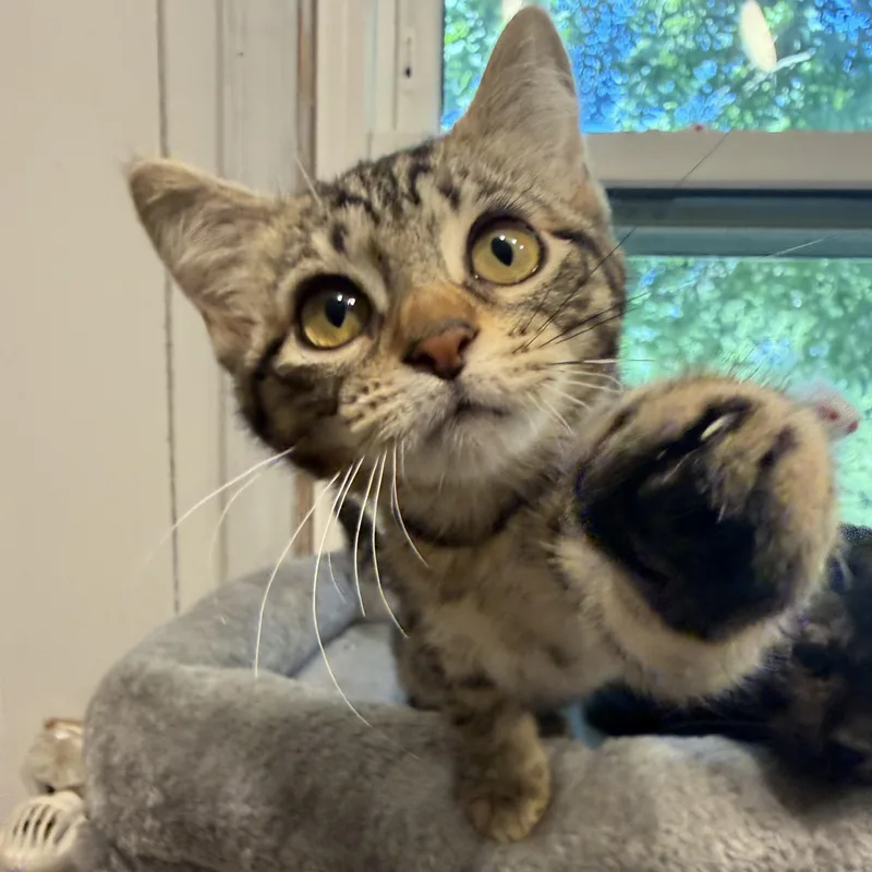 A baby small-sized female Tabby (Brown / Chocolate) Domestic Short Hair cat named Cherry for adoption in Hartville, OH