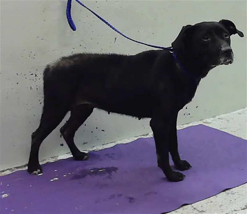 An adult medium-sized female Labrador Retriever dog named Solavino for adoption in Houston, TX