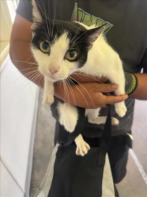 A young large-sized female Domestic Short Hair cat named Michi for adoption in Los Angeles, CA
