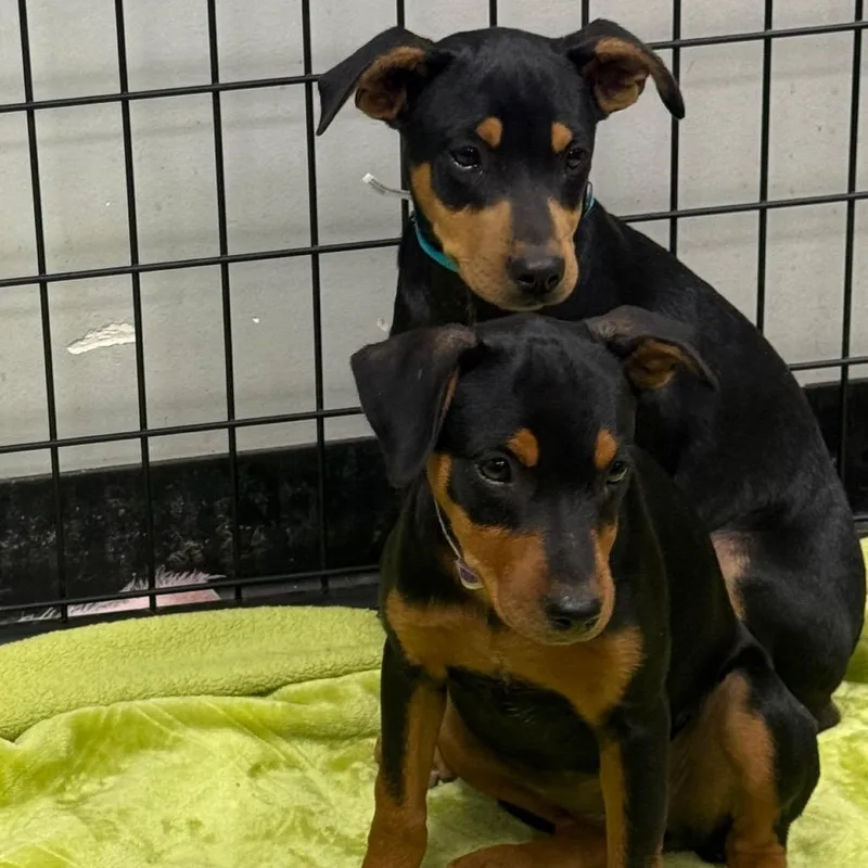 A baby small-sized male Rat Terrier dog named Klark for adoption in Normal, IL