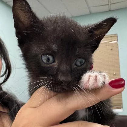 A baby small-sized male Domestic Short Hair cat named Alfie for adoption in West Chester, PA