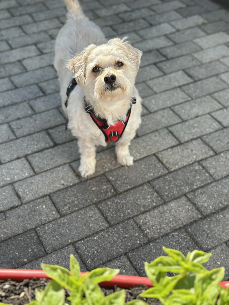 An adult small-sized male Mixed Breed dog named Henry for adoption in Staten Island, NY