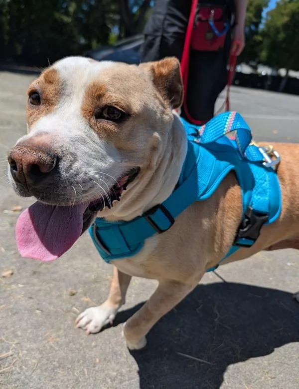 An adult medium-sized female Pit Bull Terrier dog named Spoon for adoption in Santa Rosa, CA