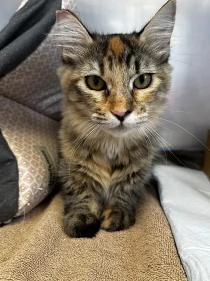 An adult small-sized female Domestic Long Hair cat named Houdini for adoption in Roseville, CA