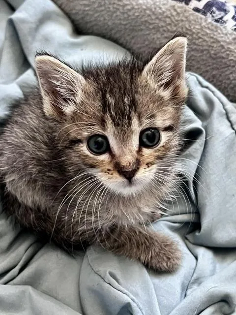 A baby small-sized male Domestic Short Hair cat named Bees for adoption in Colorado Springs, CO