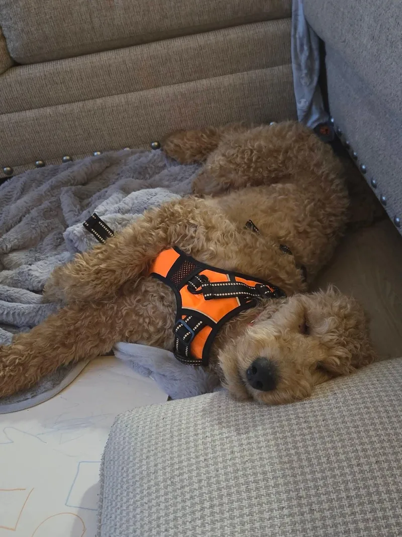 A young medium-sized male Goldendoodle dog named Benedict   $ for adoption in Milwaukee, WI