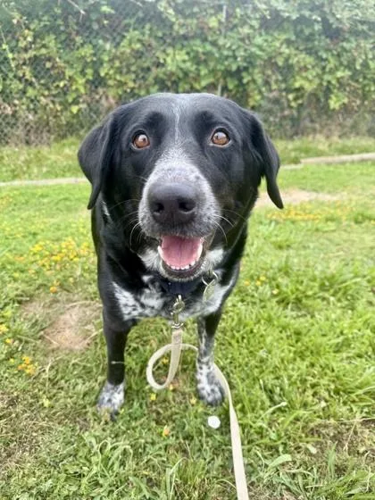 A senior large-sized female Mixed Breed dog named Saddie for adoption in Roseburg, OR