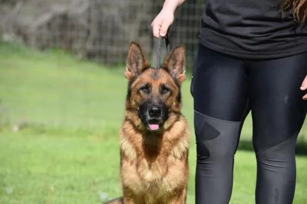 An adult large-sized female German Shepherd Dog dog named Toki for adoption in Roslyn, NY