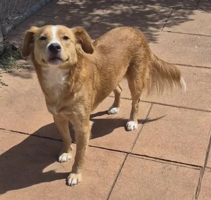 A young medium-sized female Golden Retriever dog named Lucy for adoption in Shreveport, LA