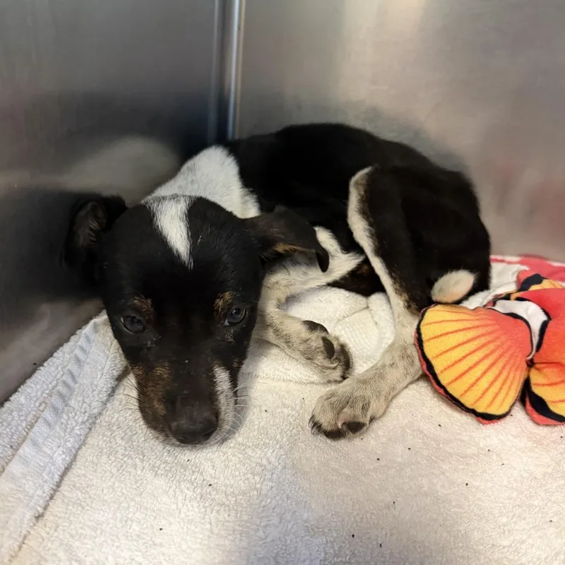 A baby medium-sized male Black Mixed Breed dog named Mars for adoption in Austin, TX