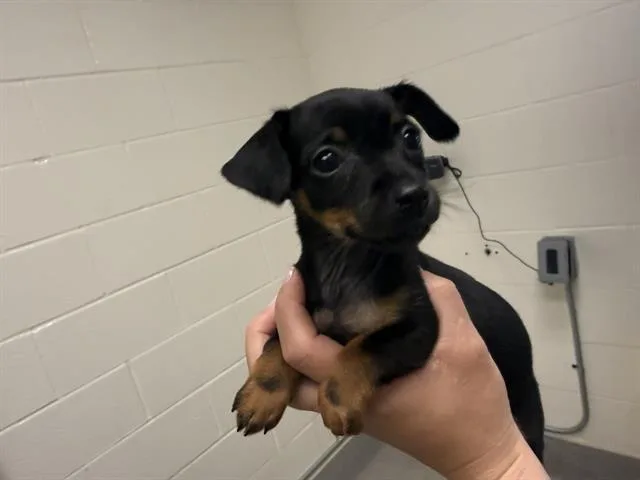 A baby small-sized female Miniature Pinscher dog named Bella for adoption in Auburn, CA