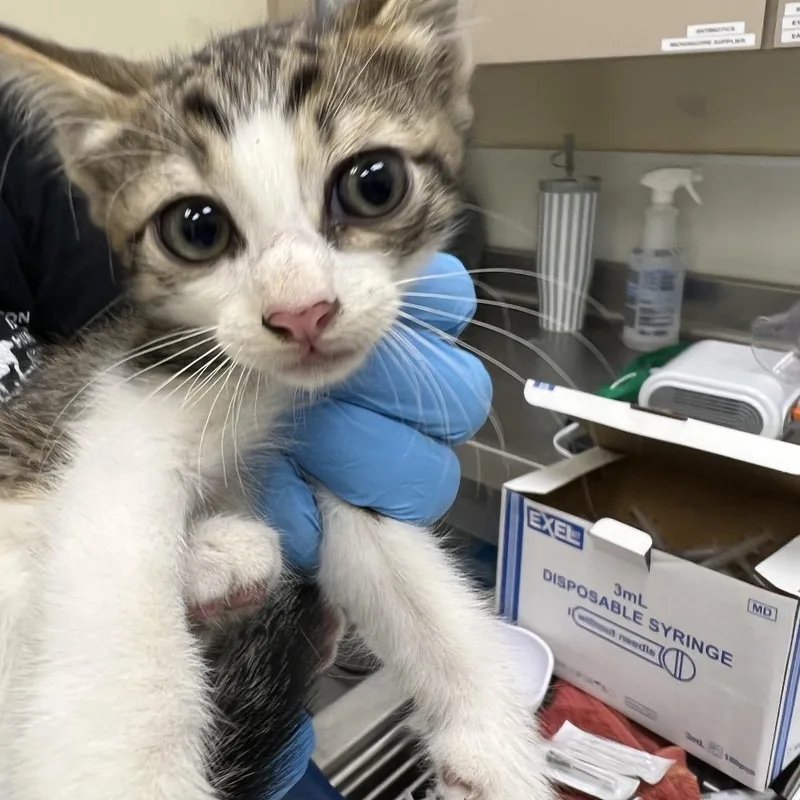A baby small-sized male Black Domestic Short Hair cat named Pollen for adoption in Galveston, TX